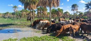 Recuperan 245 vacunos denunciados como robados en Alto Paraguay - Noticias del Chaco - ABC Color