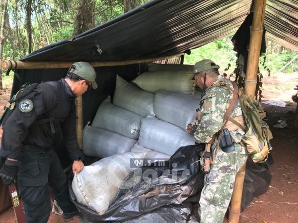 Senad y Policía Federal destruyen marihuana en Amambay