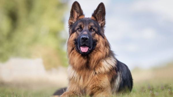 El perrito más rico del mundo pone en venta su casa