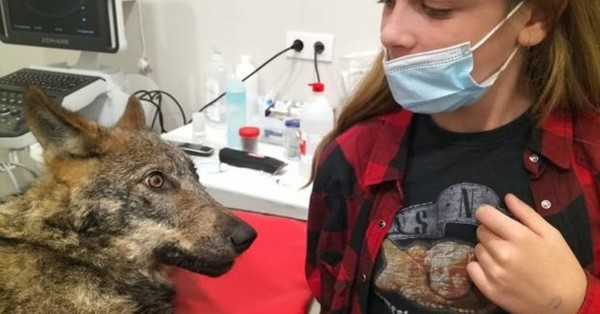 Creyó que había atropellado a un perro, pero cuando lo llevó al veterinario sufrió un tremendo susto - C9N