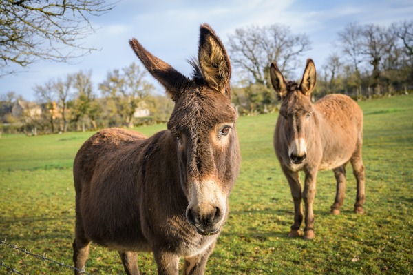 Derechos y obligaciones, burro… derechos y obligaciones