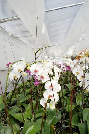 Fertilización en orquídeas