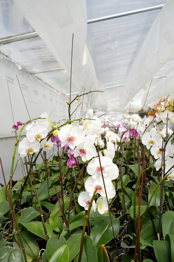 Fertilización en orquídeas