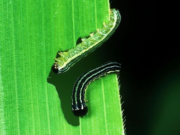 El manejo integrado de plagas en las ultimas décadas en el Paraguay