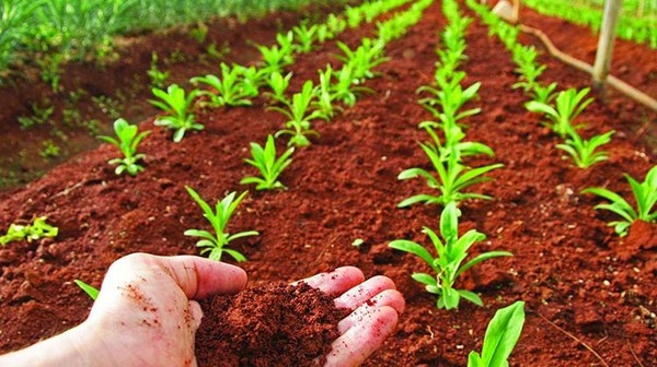 La importancia del análisis de suelo en los sistemas de producción agrícola