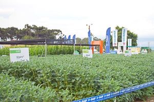 Soja: BASF propone protección con calidad desde el inicio