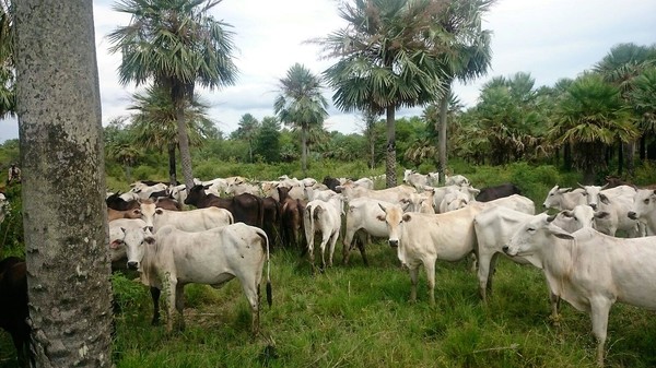 Carne paraguaya a China: Grito en el desierto del productor y nones blindados del Gobierno – La Mira Digital