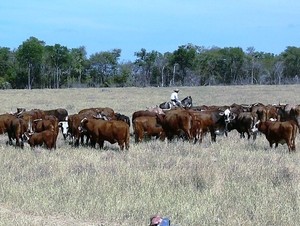 Reglas claras del comercio mundial cárnico versus precios regalados del ganado en Paraguay – La Mira Digital