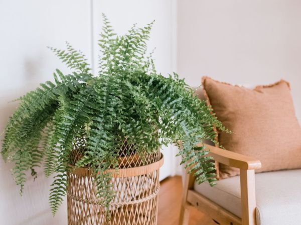 Sí, las plantas pueden absorber el sonido: 5 bellezas frondosas que ayudan a bajar el volumen de tu hogar