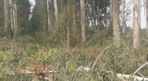 LIMPIABA UN EUCALIPTAL Y RECIBIÓ UN DISPARO. - Itapúa Noticias
