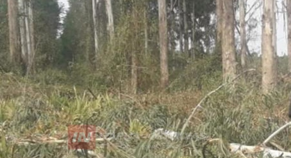 LIMPIABA UN EUCALIPTAL Y RECIBIÓ UN DISPARO. - Itapúa Noticias