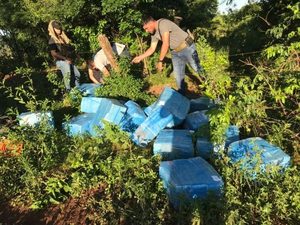 Itapúa: Senad detiene a una persona y confisca cerca de 700 kilos de marihuana