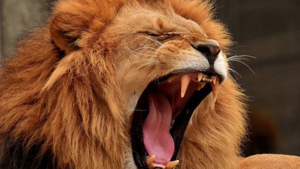 Guatemala: león escapa y mata a su cuidador