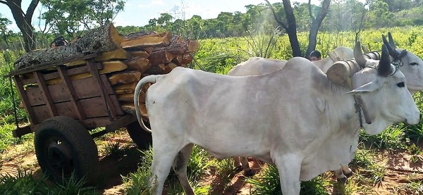 Policía atrapa carreta con árboles talados, pero no molesta a invasores que depredaron 2.000 Ha. de bosque protegido – La Mira Digital