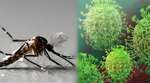 Si existe circulación Viral, se puede tener Covid y Dengue al mismo tiempo