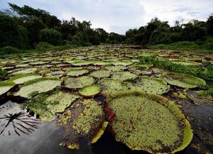 El pantanal más grande del mundo se encuentra en peligro de extinción