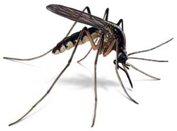 Paraguay “país libre de malaria”, según expertos