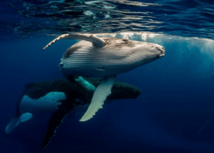 DISMINUCION DEL CANTO DE LAS BALLENAS  RELACIONADA AL CAMBIO CLIMÁTICO