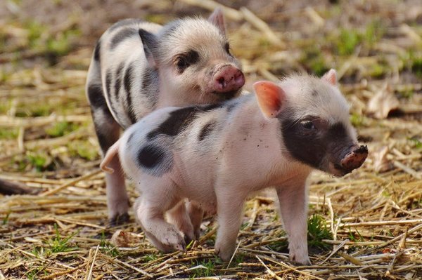 VER IMÁGENES DE ANIMALES BEBÉS REDUCE EL APETITO CARNÍVORO