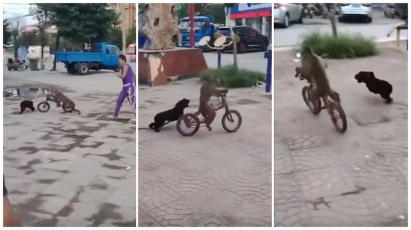 MONO EN BICICLETA PERSEGUIDO POR UN PERRO