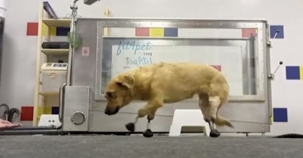 La valiente y tierna perrita que volvió a caminar gracias a cuatro prótesis en sus patas - SNT