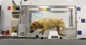 La valiente y tierna perrita que volvió a caminar gracias a cuatro prótesis en sus patas - C9N