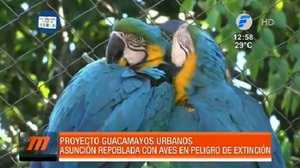 Buscan repoblar de guacamayos Asunción y Gran Asunción como hace 200 años