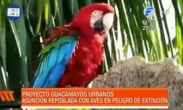 Especial - Asunción repoblada con aves en peligro de extinción | Telefuturo