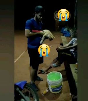 Maltrató a un gato y ahora deberá pagar multa de más de G. 10 millones - Nacionales - ABC Color