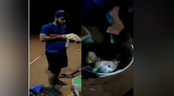 Joven que maltrató a un gato pagará una multa de casi 11 millones