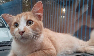 Joven que intentó ahogar a un gatito, ahora deberá pagar multa de más de G. 10 millones - OviedoPress