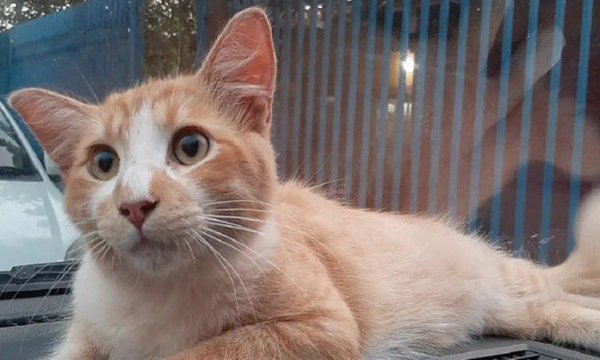 Joven que intentó ahogar a un gatito, ahora deberá pagar multa de más de G. 10 millones - OviedoPress