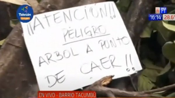 ¡El colmo! Podaron un árbol, pero de paso cortaron cables y dejaron sin internet a la zona | Noticias Paraguay