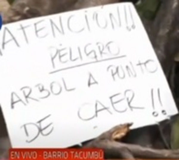 Barrio Tacumbú: Podaron un árbol, pero también cortaron cables - Paraguay.com