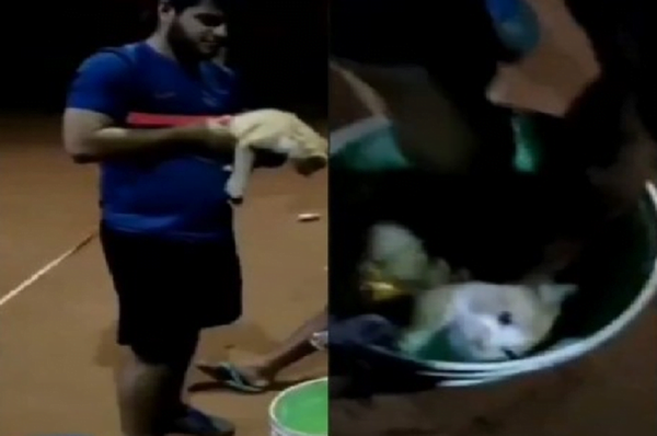 Joven que maltrató a un gato pagará una multa de casi 11 millones - Noticiero Paraguay
