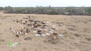 Ganadería en el Chaco: El paso de la cría extensiva a una producción más intensiva