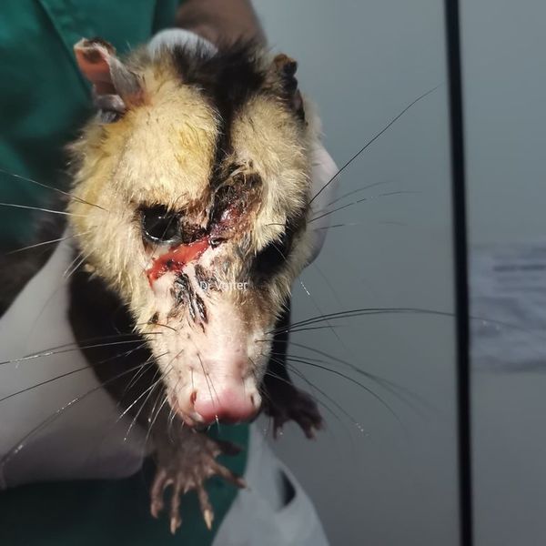 El peculiar rescate y asistencia a un mykure herido de machetazos - Nacionales - ABC Color