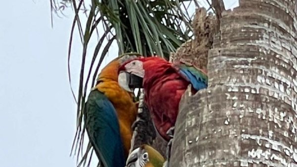 Guacamayos repueblan Asunción y alrededores