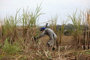 Brasil recogerá su menor cosecha de caña de azúcar en diez años por el mal clima - MarketData