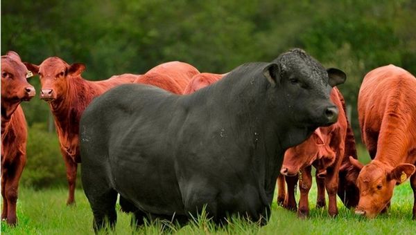 Hablarán sobre manejo reproductivo en una unidad de cría y selección de reproductores en jornadas de campo Brangus