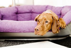 Cómo prevenir la giardiasis en mascotas - Mascotas - ABC Color