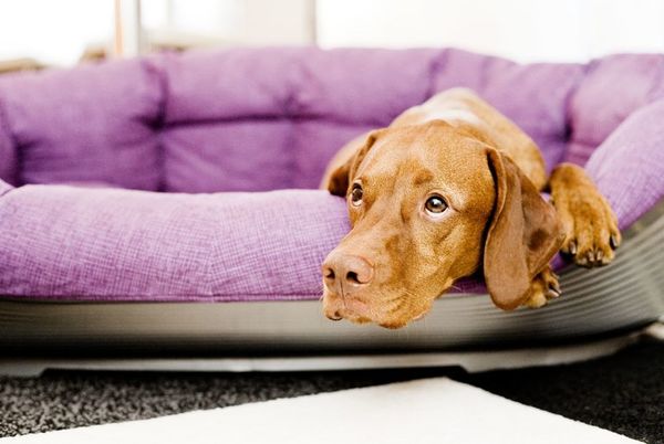 Cómo prevenir la giardiasis en mascotas - Mascotas - ABC Color
