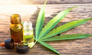 Diario HOY | Industria local del cannabis medicinal despierta interés en países de la región