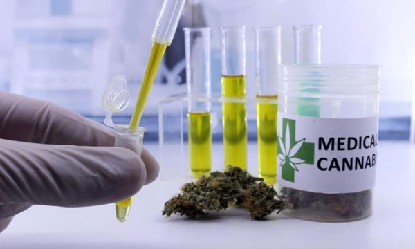 Cannabis medicinal local despierta interés en países de la región