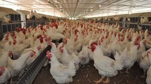 Sector avícola estima una pérdida de G. 3 mil millones por semana con el ingreso del contrabando | Ñanduti