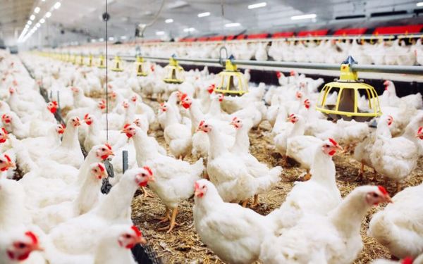 Sector avícola estima una pérdida de G. 3 mil millones por semana con el ingreso del contrabando