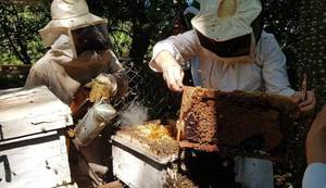 Capacitan a apicultores para el fortalecimiento de la producción en el distrito de Ayolas
