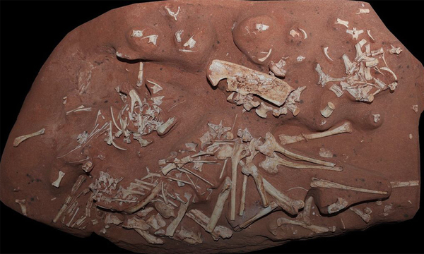 Descubren en Brasil un dinosaurio “muy raro” del período Cretácico - OviedoPress