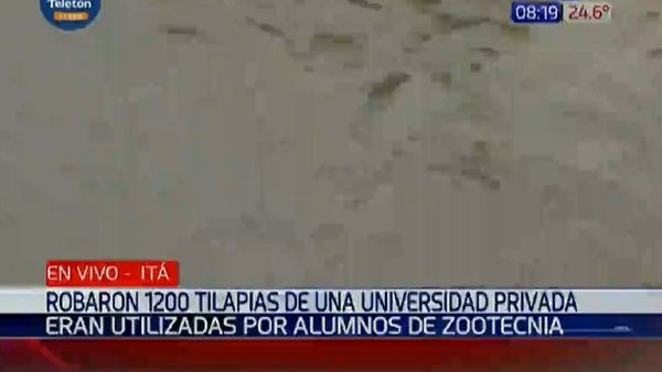 Desconocidos roban 1.200 tilapias de un predio universitario en Itá
