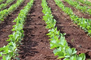 Comunidad rural se levanta contra cultivo mecanizado de soja | Radio Regional 660 AM